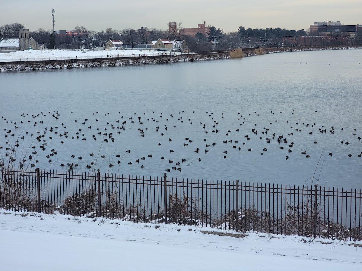 Redhead - ML613791805