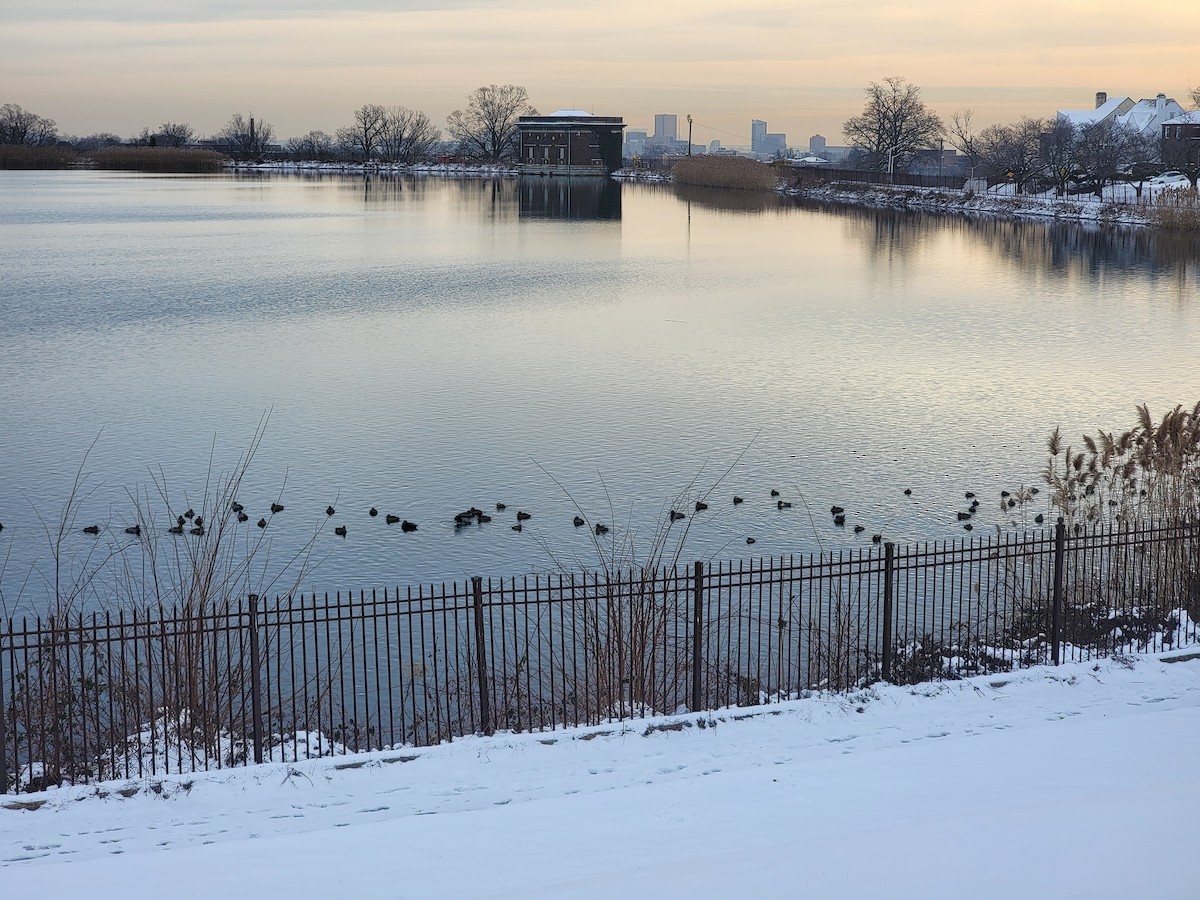 Redhead - ML613791806