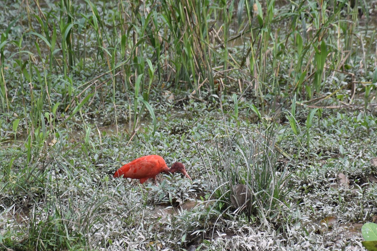 Scarlet Ibis - ML613791839