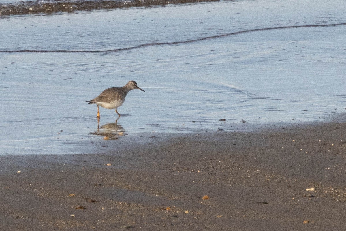 Gray-tailed Tattler - Doug Gochfeld