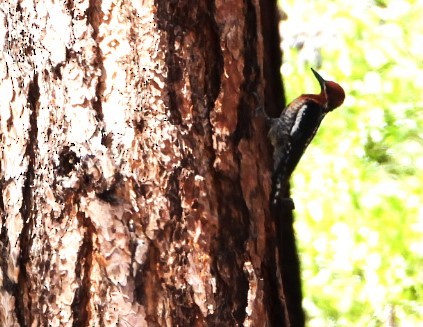 Red-breasted Sapsucker - ML613791865