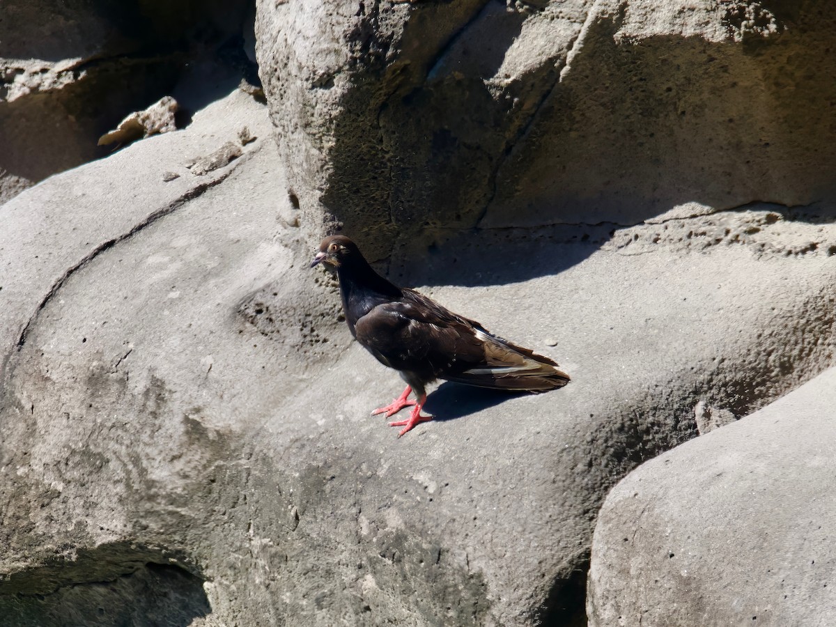 Rock Pigeon (Feral Pigeon) - ML613791873