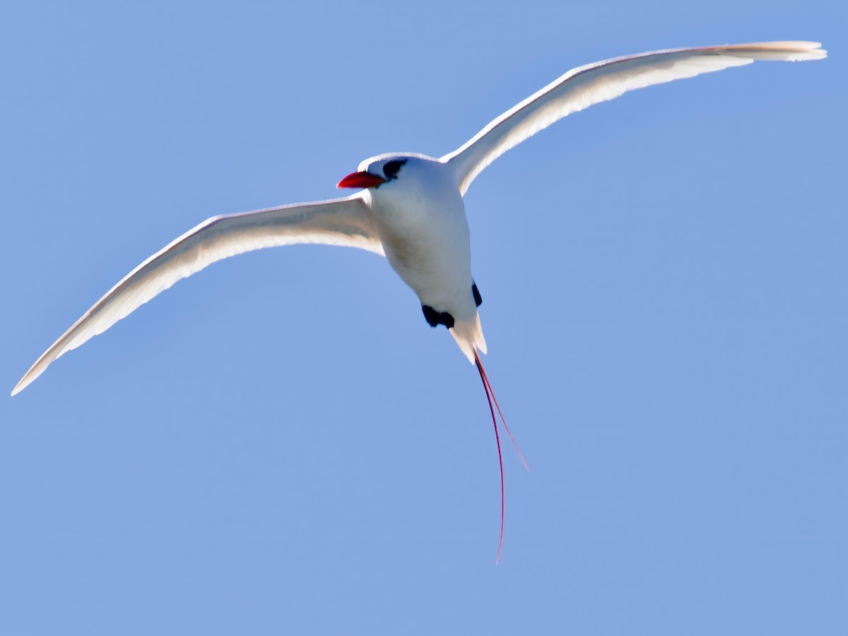 Red-tailed Tropicbird - ML613791878