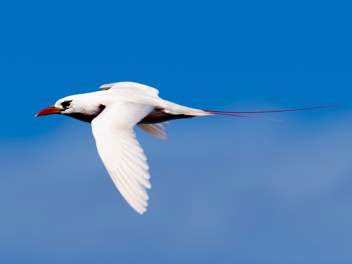 Red-tailed Tropicbird - ML613791879