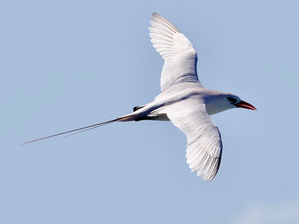 Red-tailed Tropicbird - ML613791880