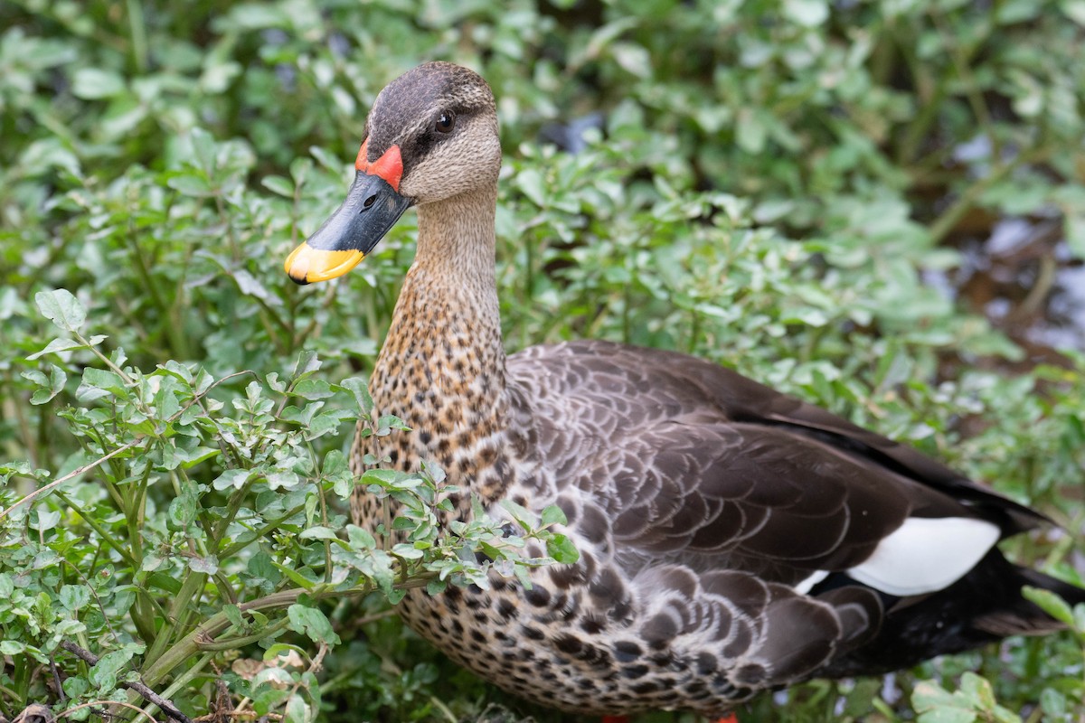 Indian Spot-billed Duck - ML613792017