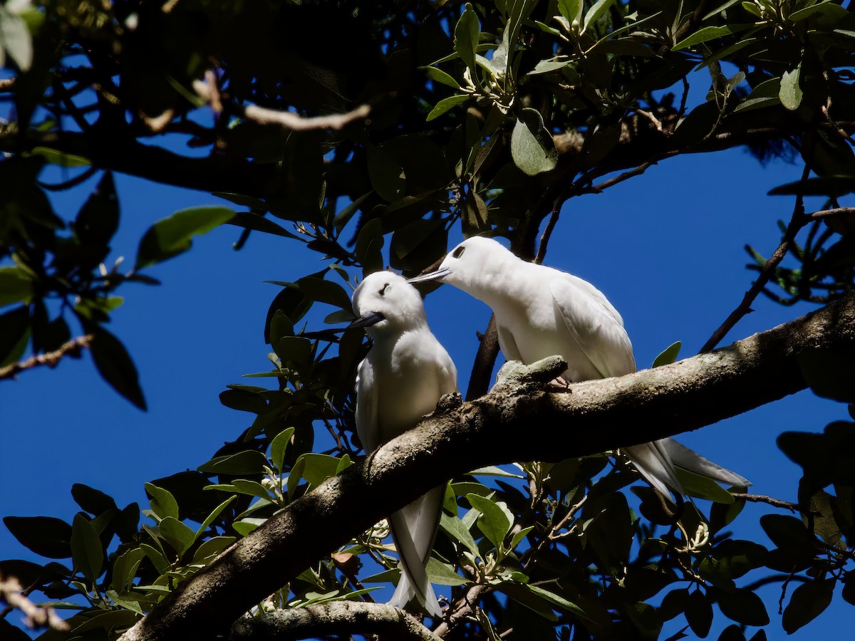 White Tern - ML613792033