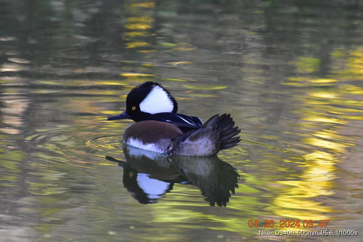 Hooded Merganser - Betina Beverly