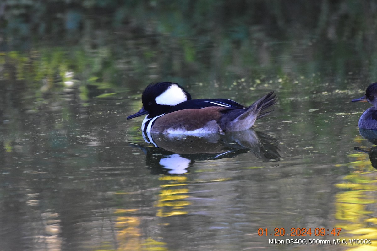 Hooded Merganser - ML613792057