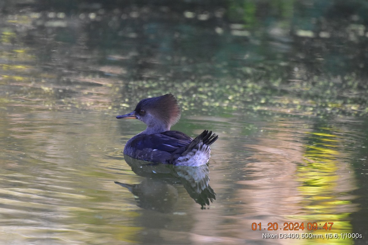 Hooded Merganser - ML613792058