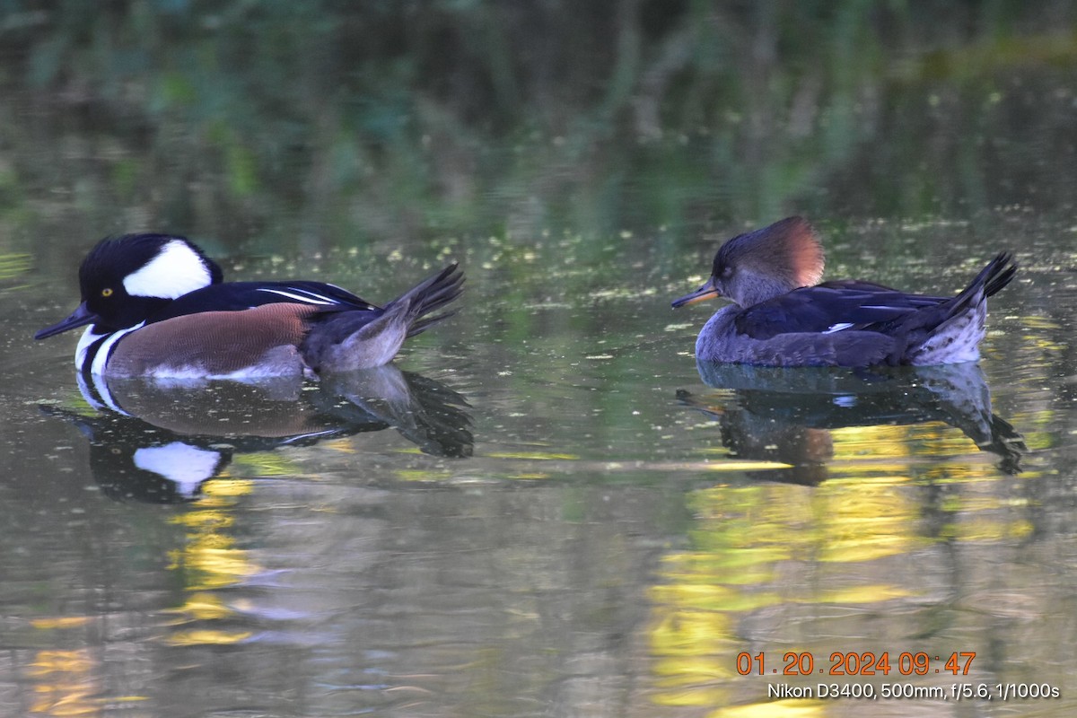 Hooded Merganser - ML613792060