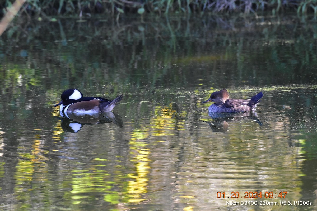 Hooded Merganser - ML613792061