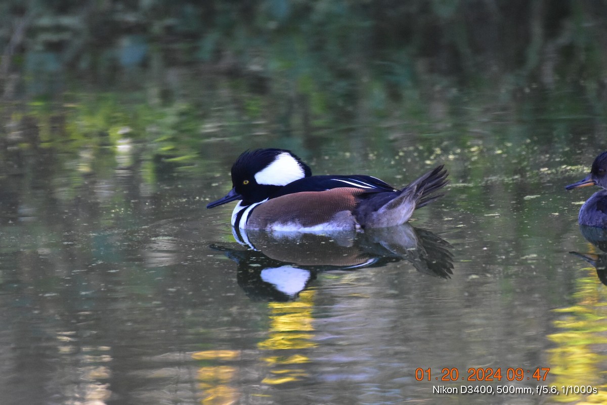 Hooded Merganser - Betina Beverly