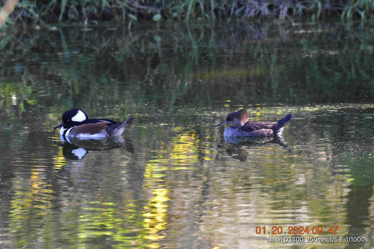 Hooded Merganser - Betina Beverly