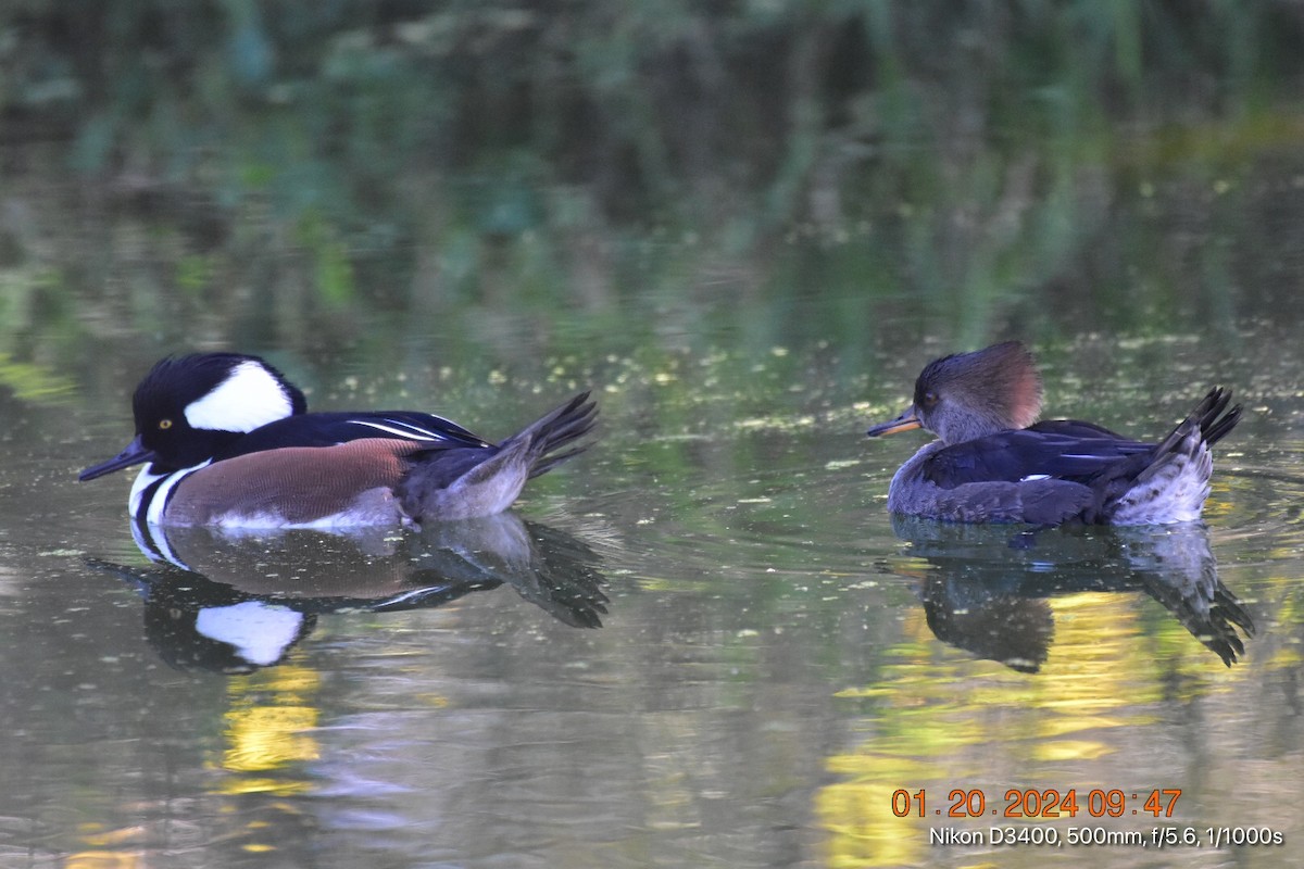 Hooded Merganser - Betina Beverly