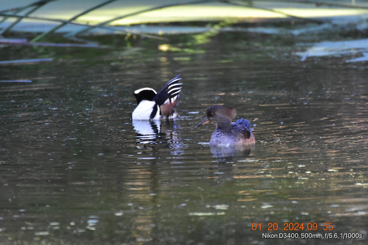 Hooded Merganser - ML613792065