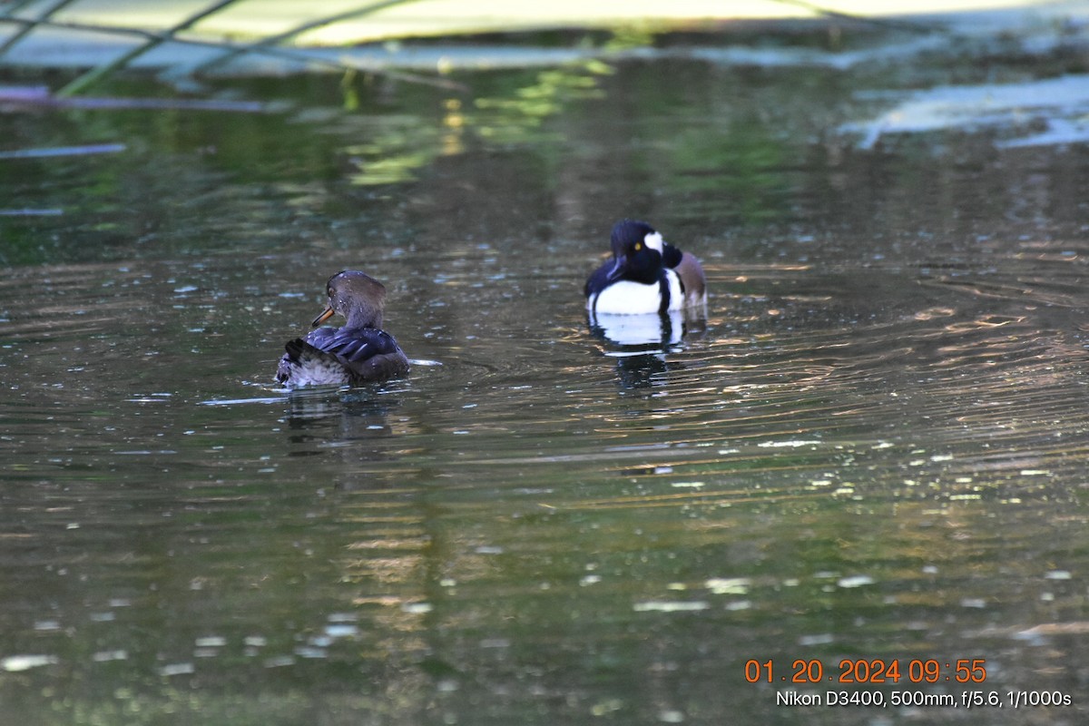 Hooded Merganser - ML613792066