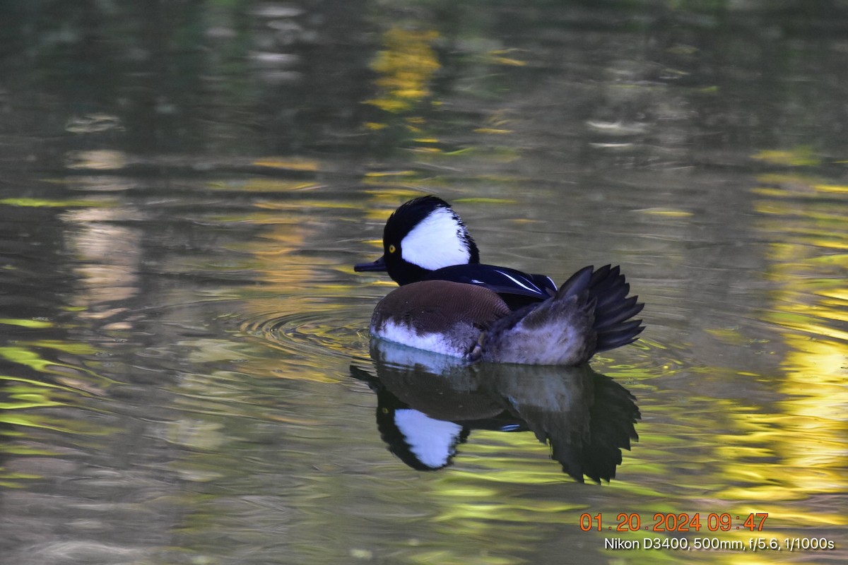 Hooded Merganser - ML613792067