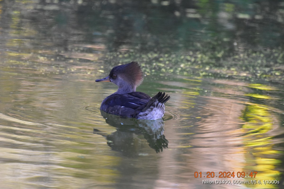 Hooded Merganser - Betina Beverly