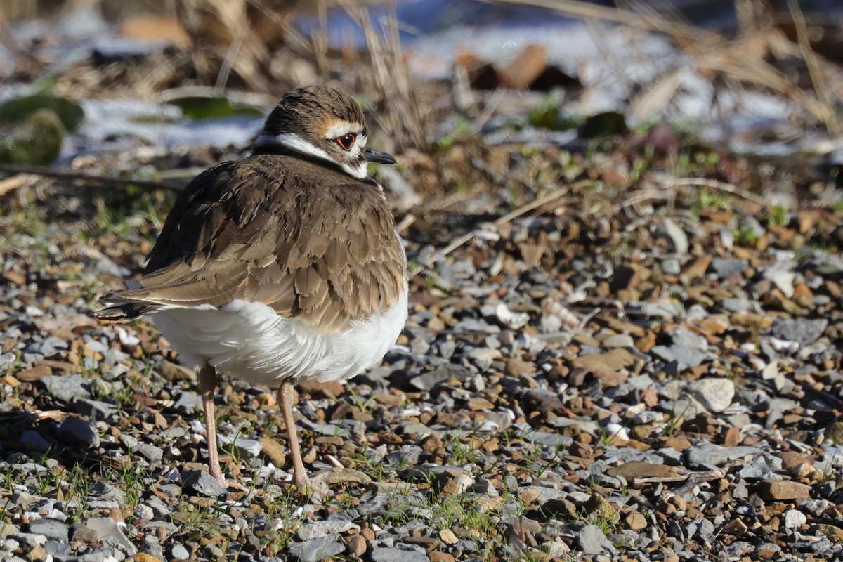 Killdeer - Tim Lenz