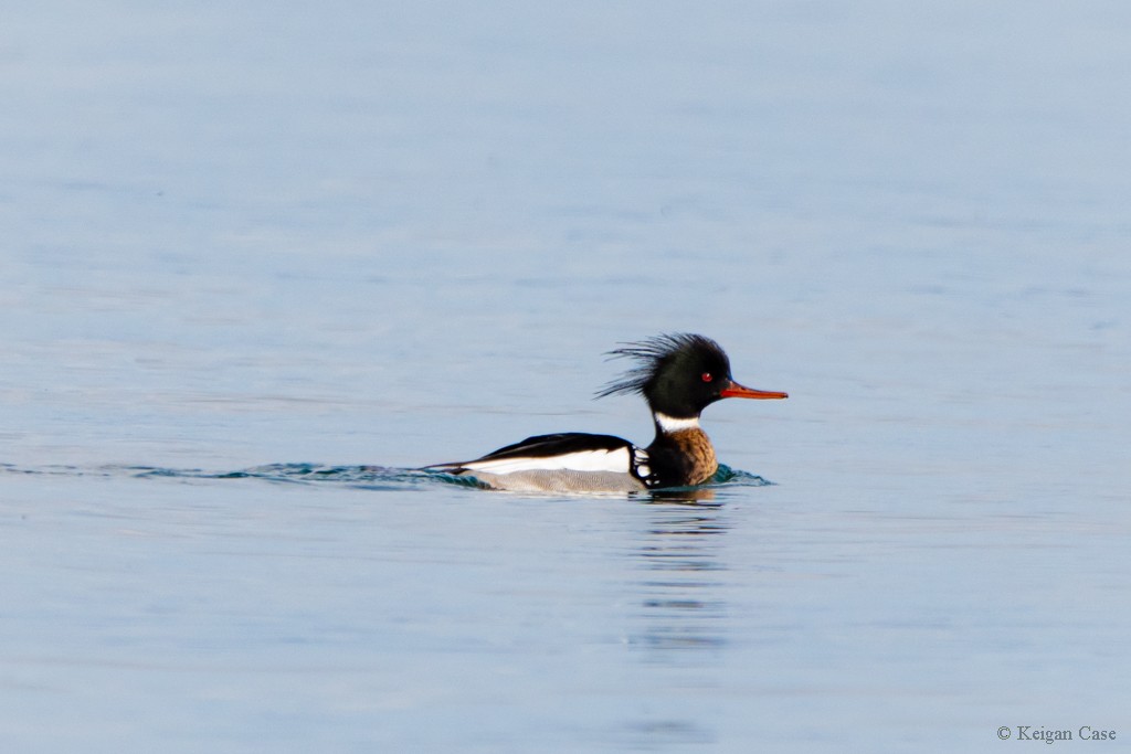 Red-breasted Merganser - Keigan Case