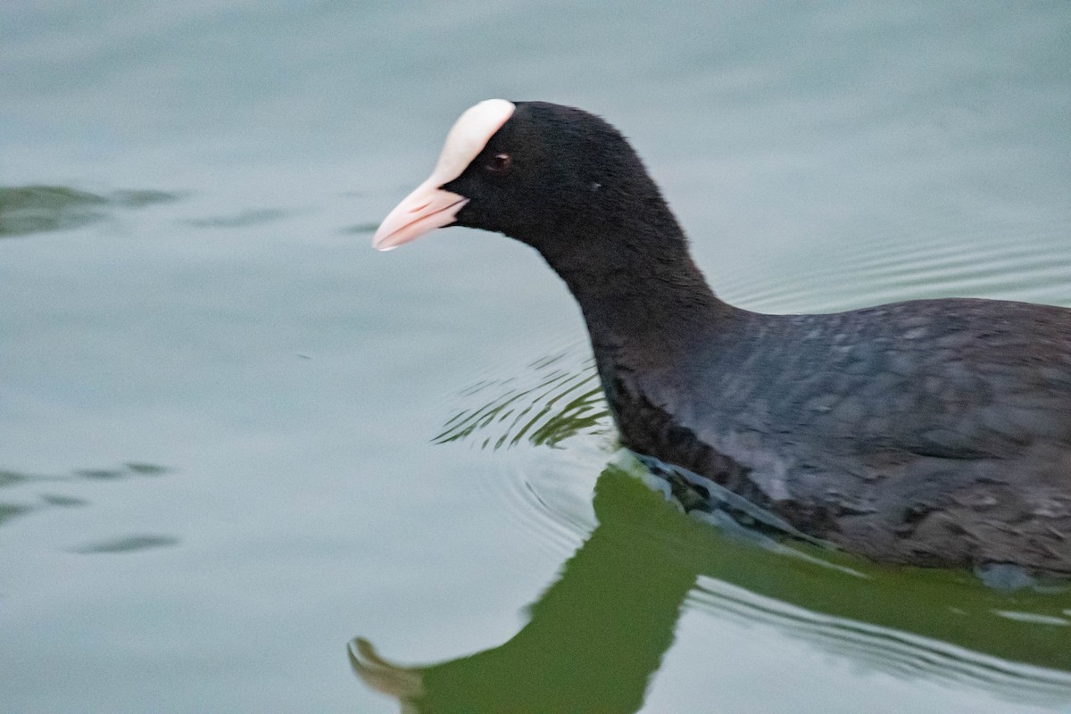 Eurasian Coot - ML613792101