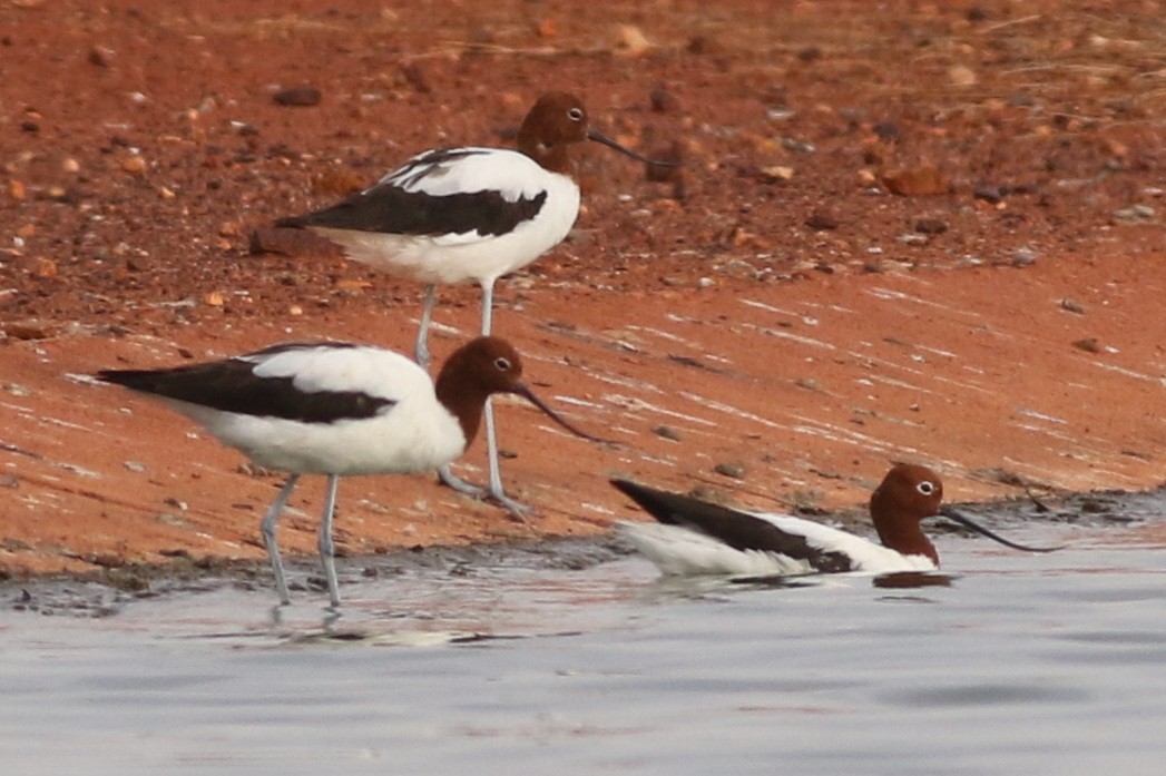 Avocette d'Australie - ML613792118