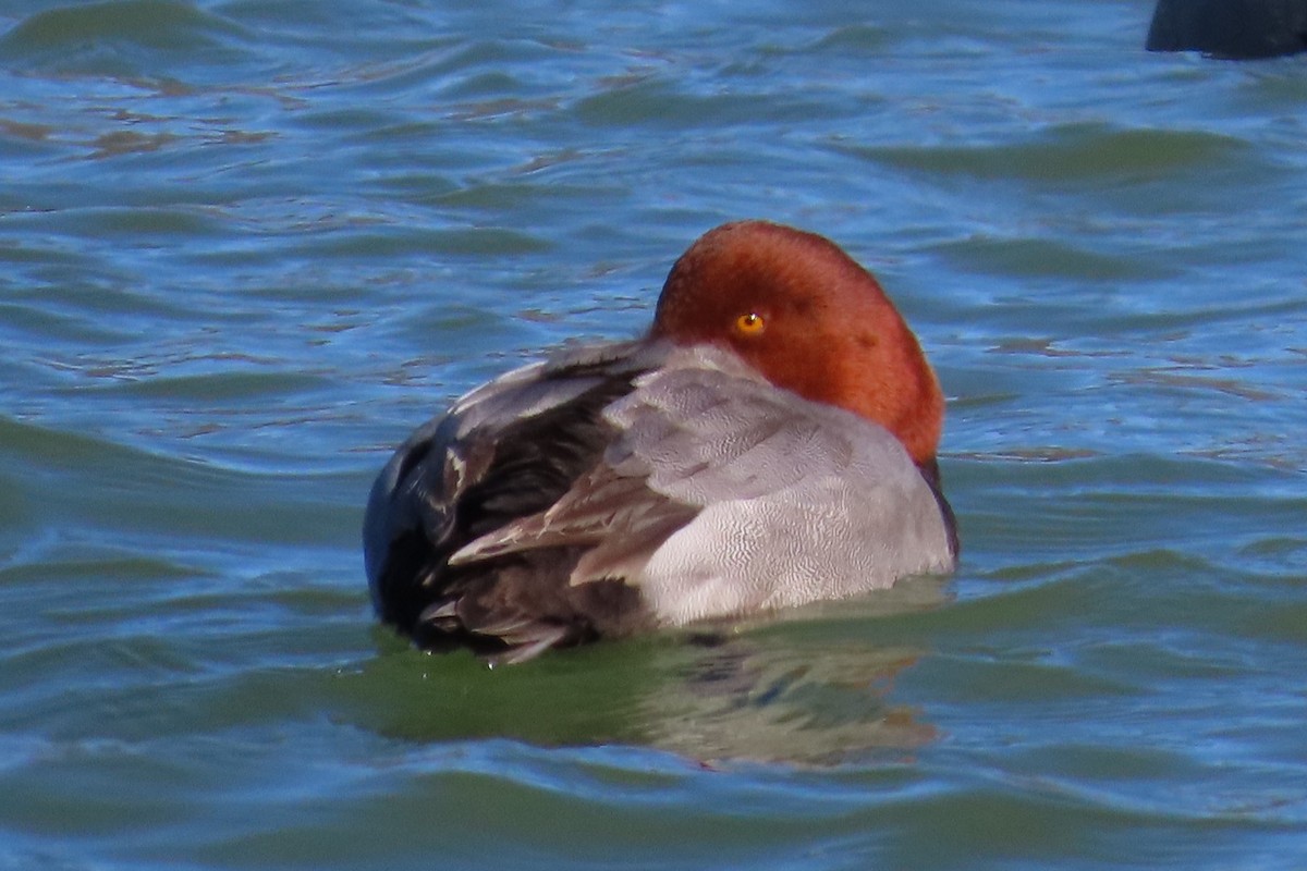 Fuligule à tête rouge - ML613792121