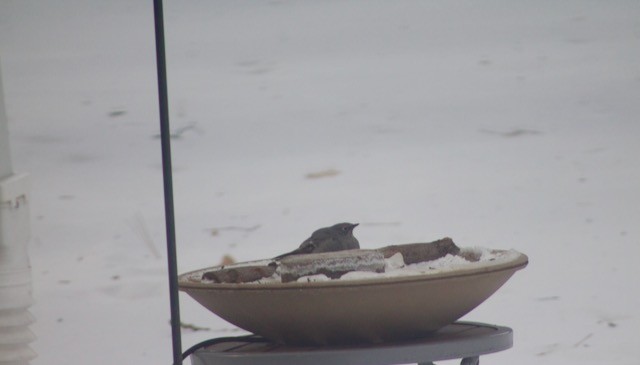 Townsend's Solitaire - Travis Gerjets