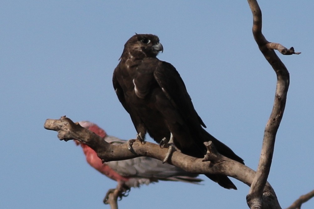 Black Falcon - ML613792168