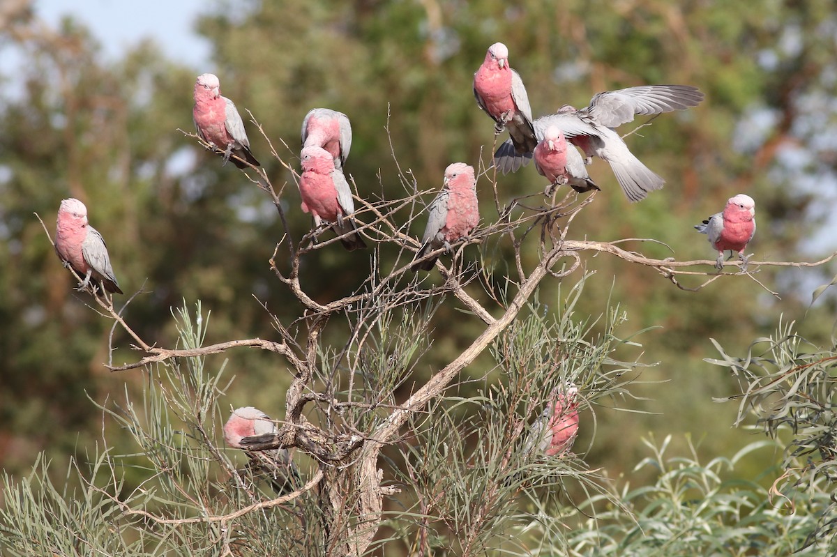 Cacatúa Galah - ML613792209