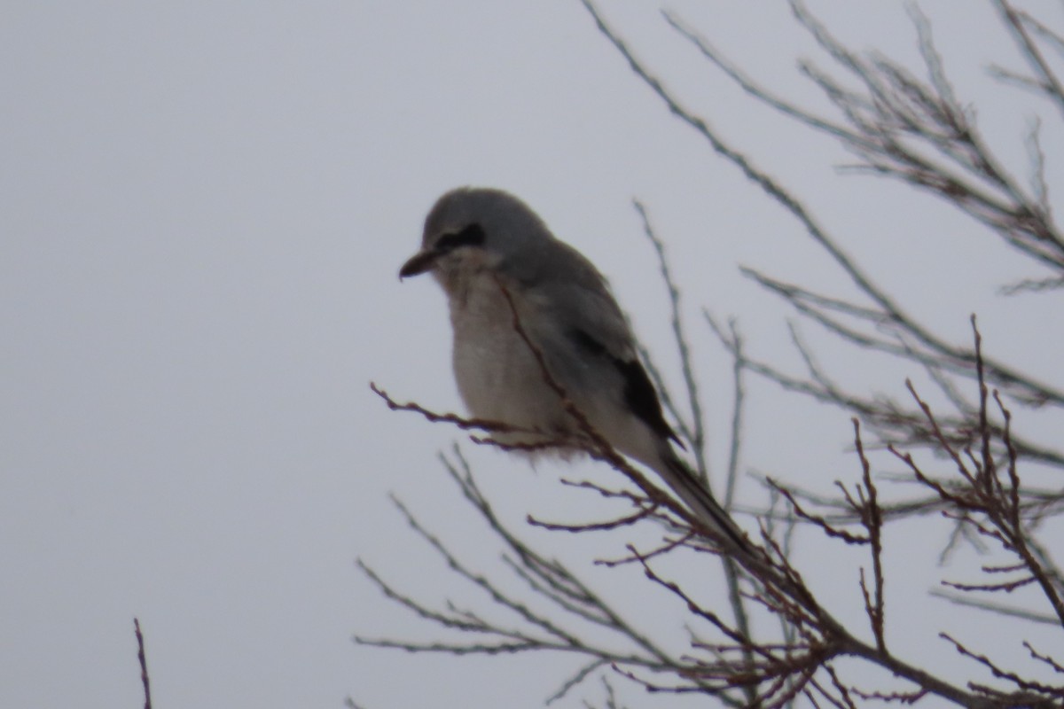 Northern Shrike - Jonathan Bowser