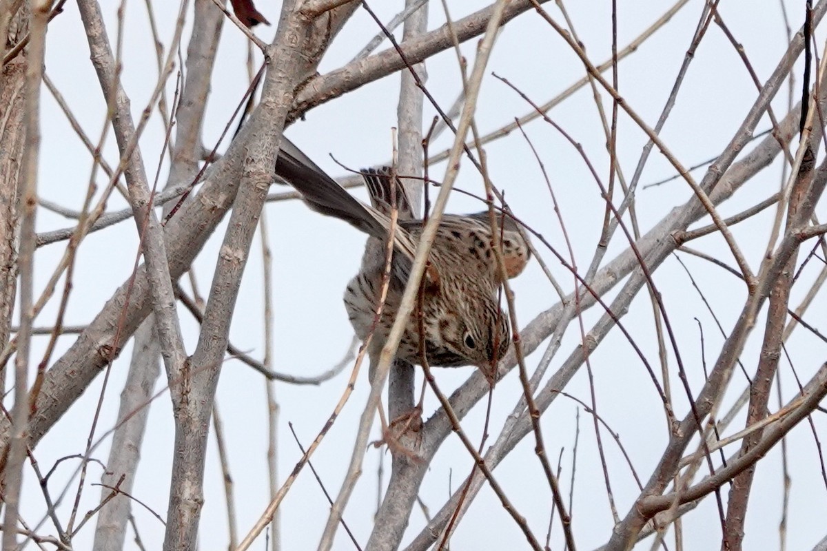 Vesper Sparrow - Susan Goodrich