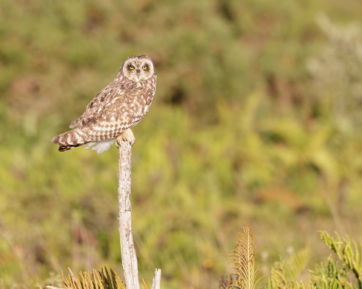 Short-eared Owl - Gustavo Lezana