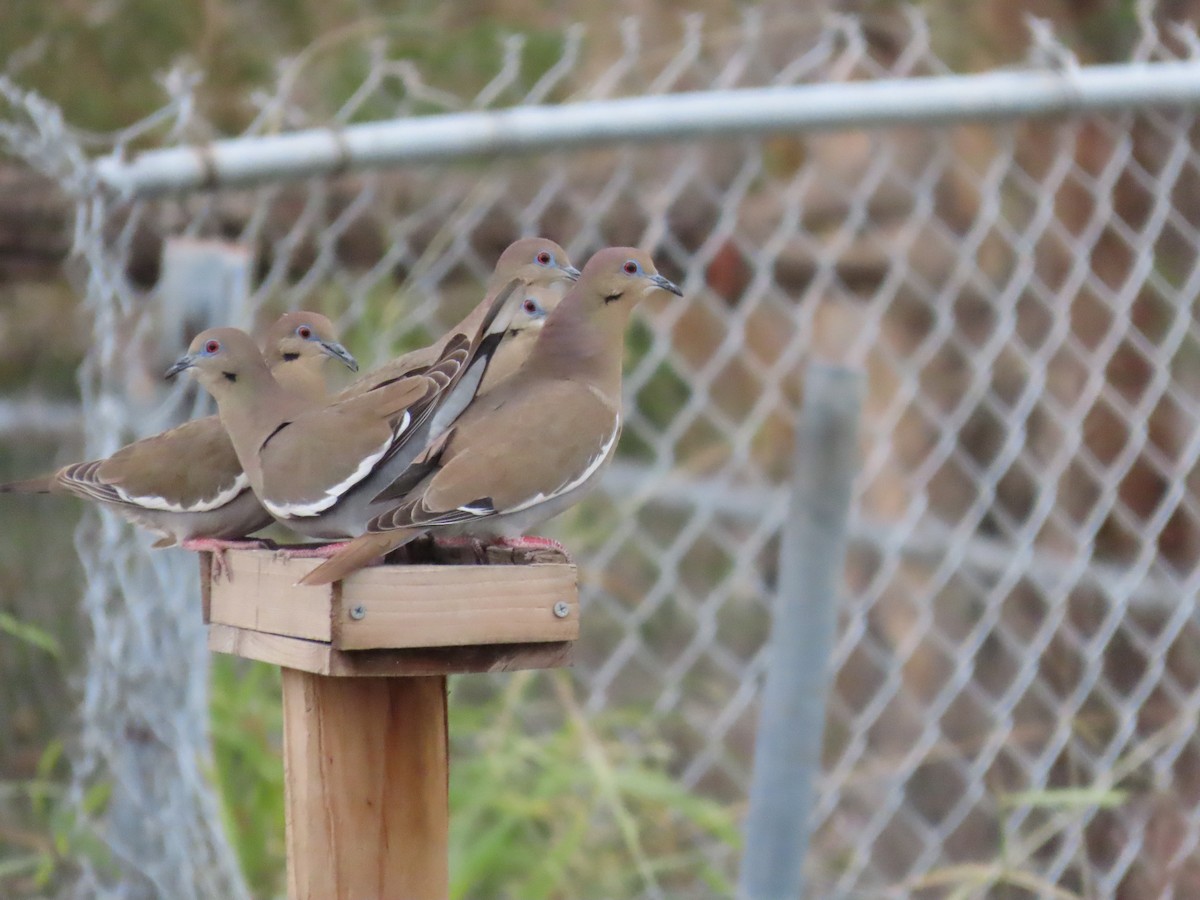 White-winged Dove - ML613792248