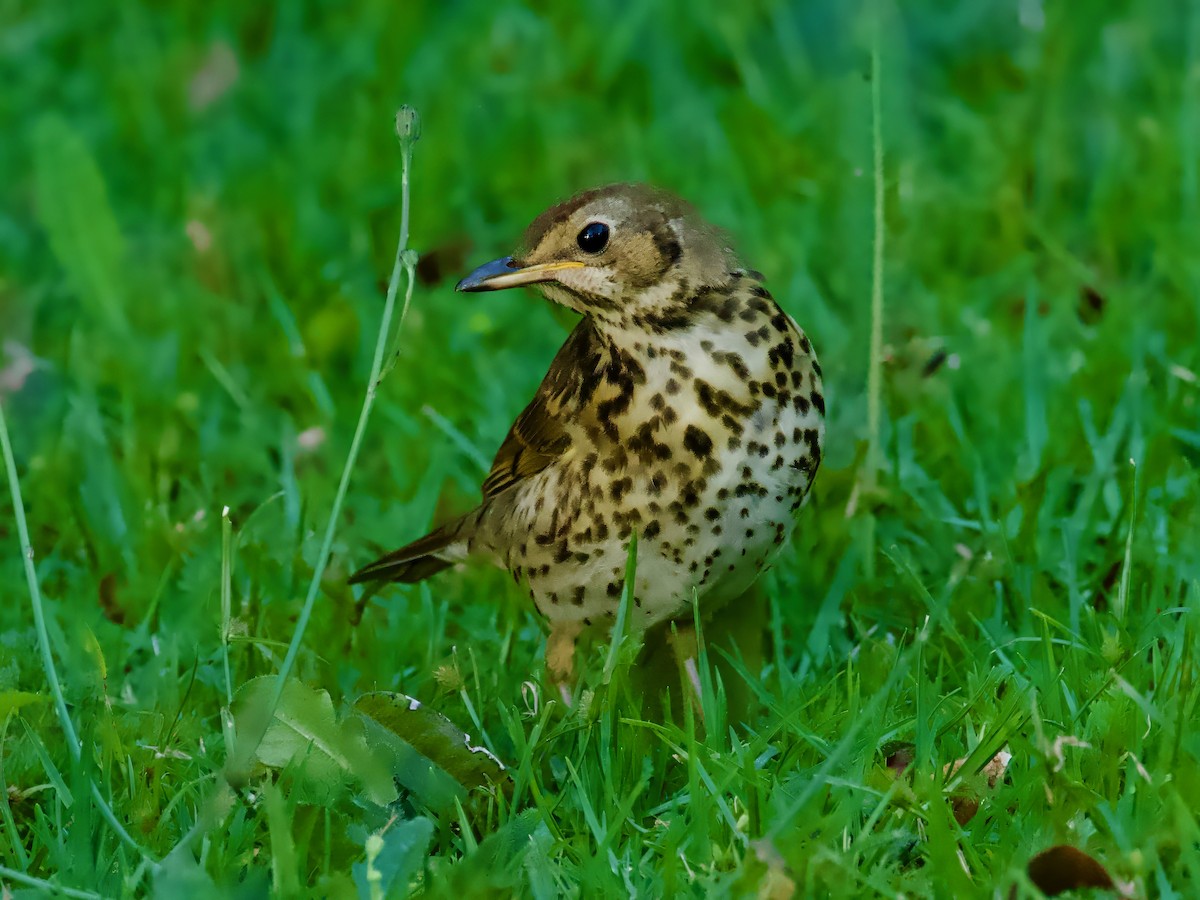 Song Thrush - ML613792344