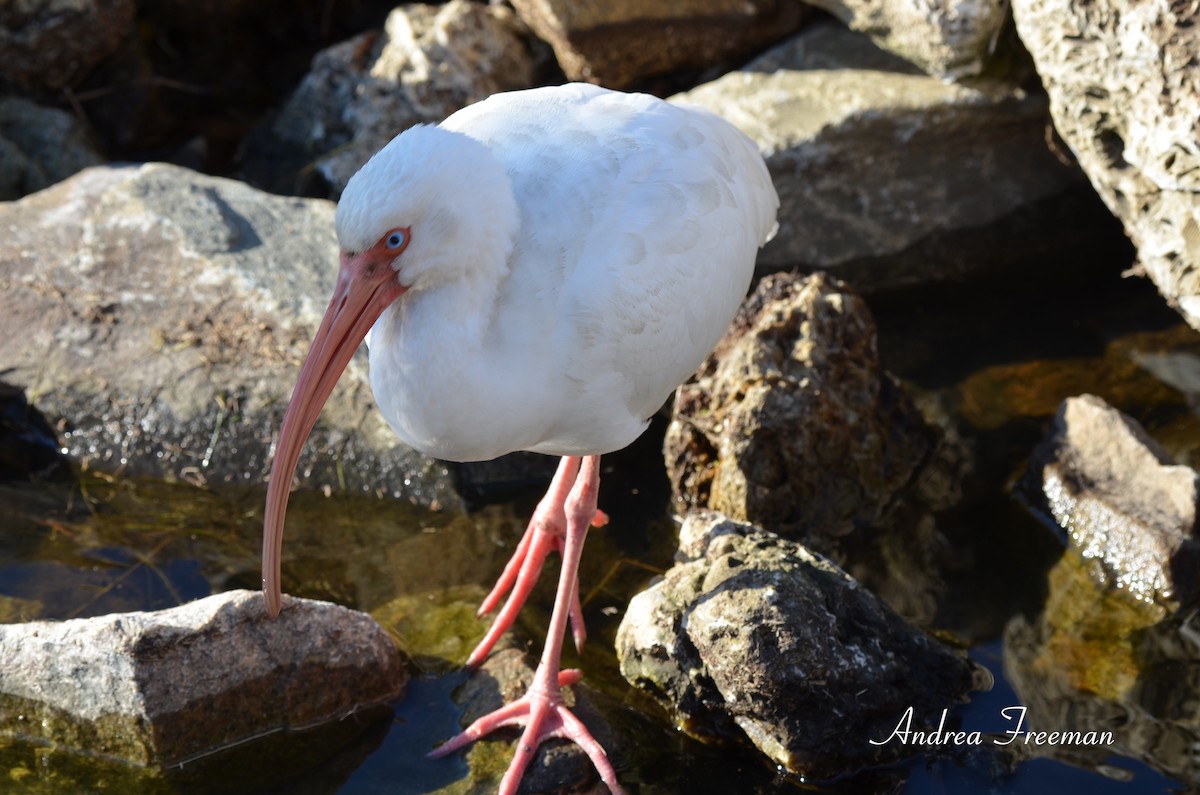 White Ibis - ML613792347