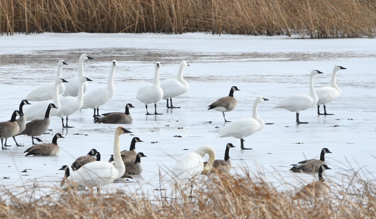 Tundra Swan - ML613792392