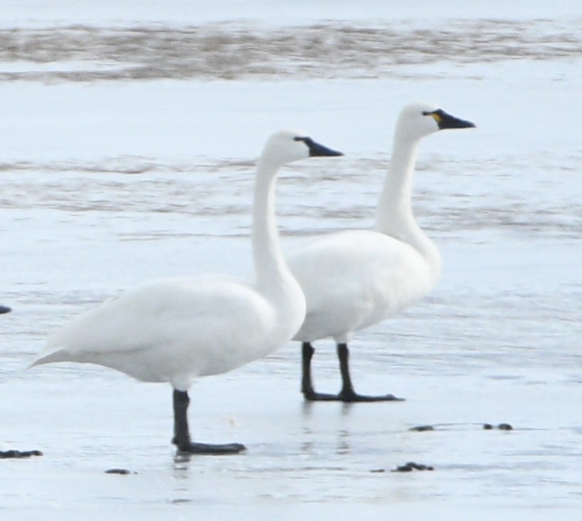 Tundra Swan - ML613792393