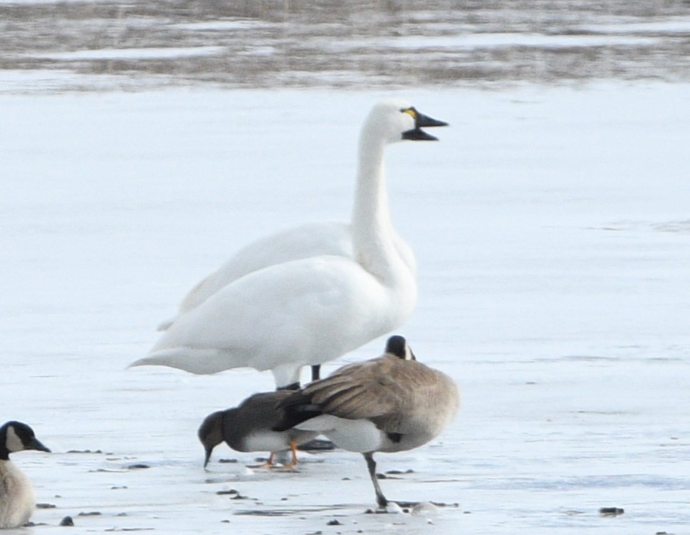 Tundra Swan - ML613792401