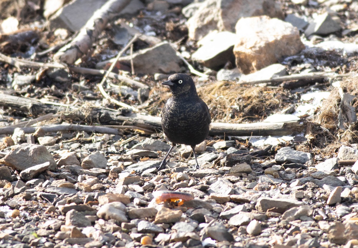 Rusty Blackbird - ML613792425