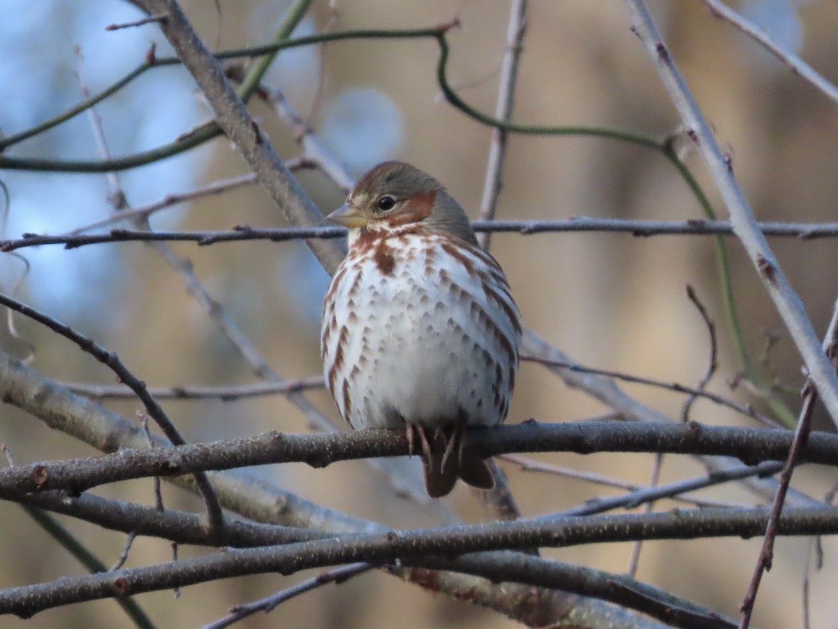 Fox Sparrow (Red) - ML613792436