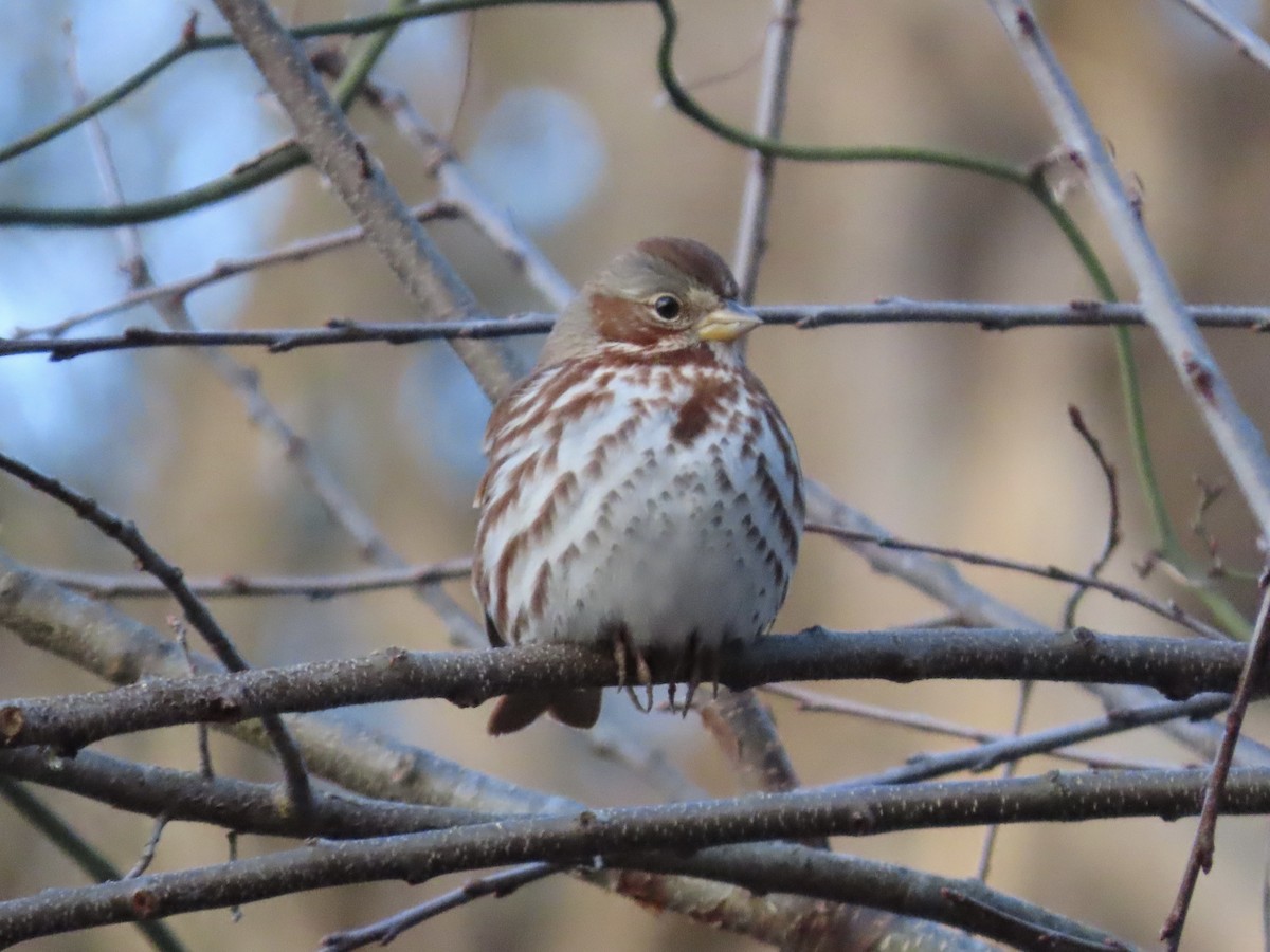 Fox Sparrow (Red) - ML613792439