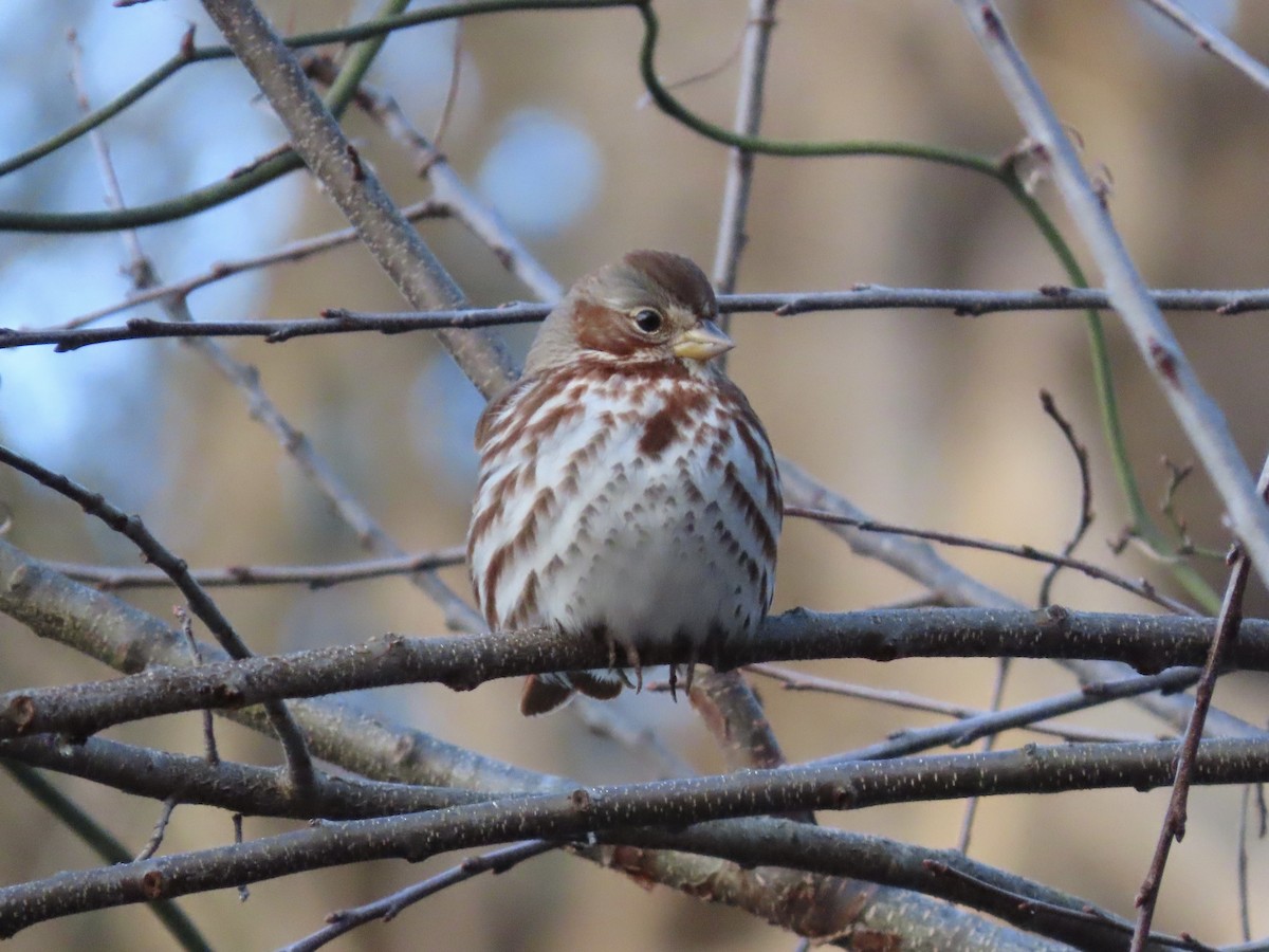 Fox Sparrow (Red) - Tim Carney