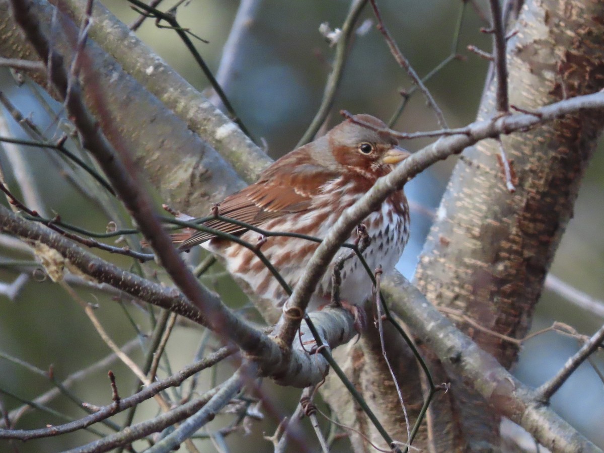 Fox Sparrow (Red) - ML613792444
