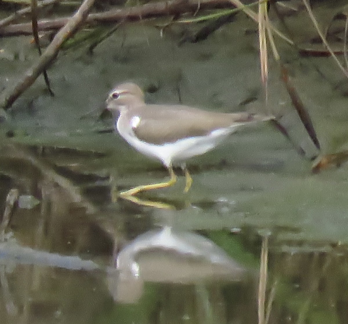 Spotted Sandpiper - ML613792445