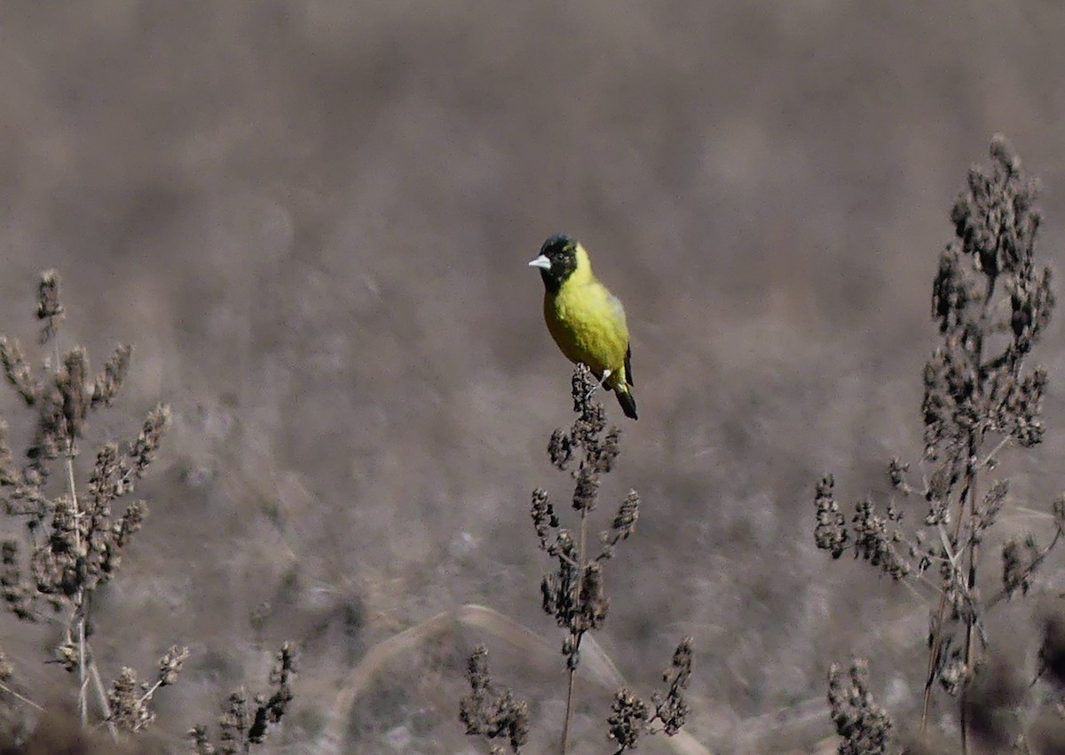 Black-headed Siskin - ML613792453