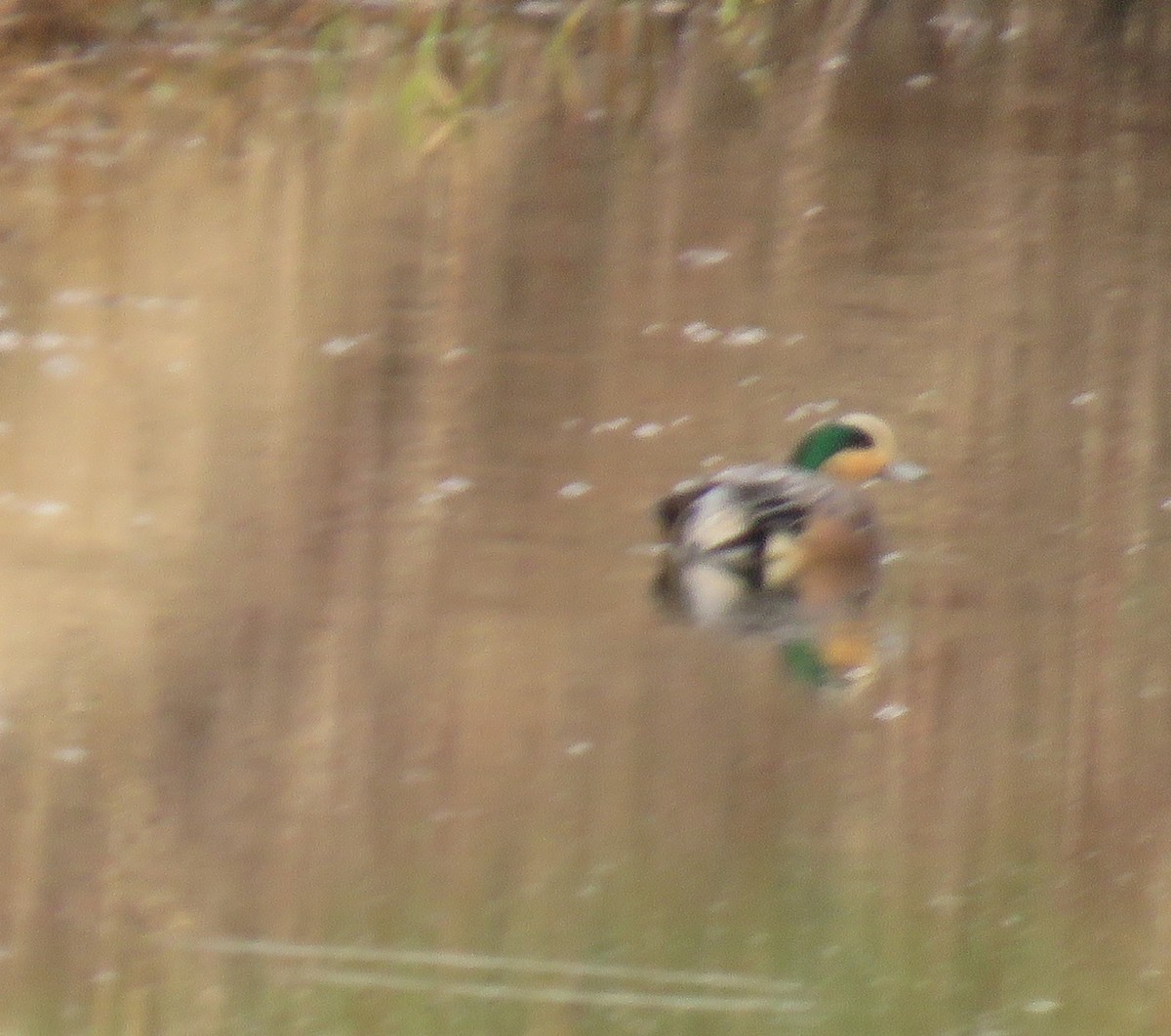 American Wigeon - ML613792484
