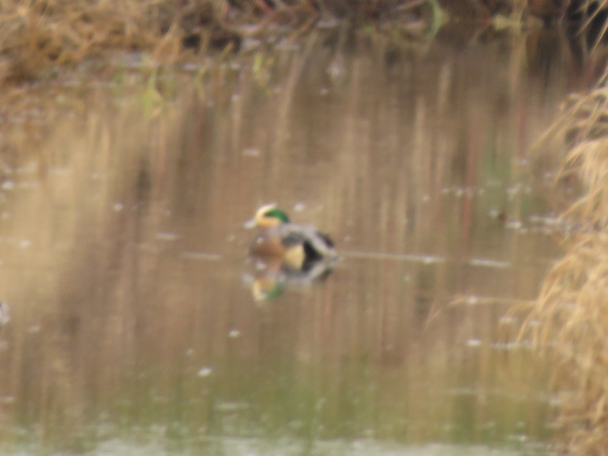 American Wigeon - ML613792486