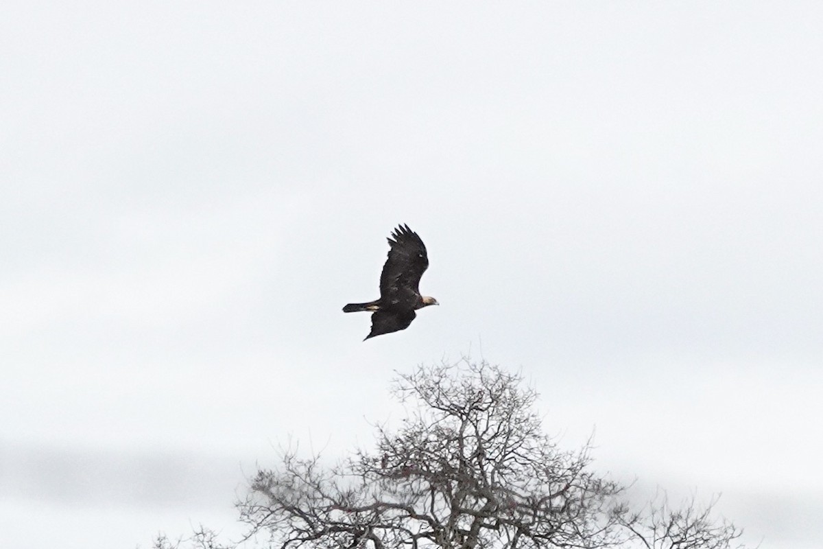 Golden Eagle - Susan Goodrich